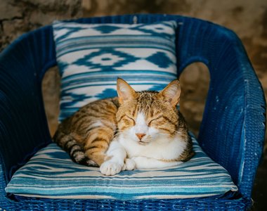 Die Kätzchen tragen gerne zur Wohlfühl-Atmosphäre bei