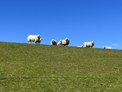 Wanderungen vorbei an weiten Wiesen  und Schafen