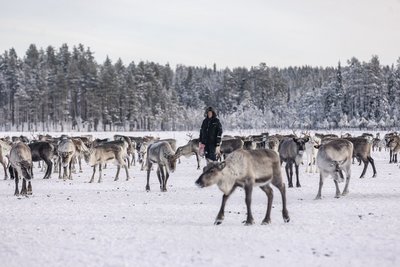 Die Rentiere im Schnee