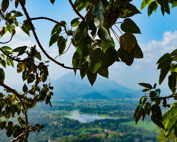 Blätter und Blick auf eine Landschaft mit Bergen und See