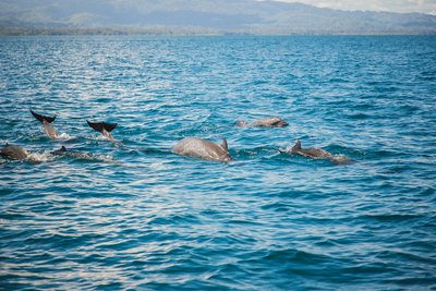 Beobachten Sie die Delfine an der Playa Nicuesa