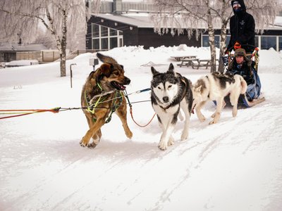 Mit dem Husky Schlitten durch Lappland
