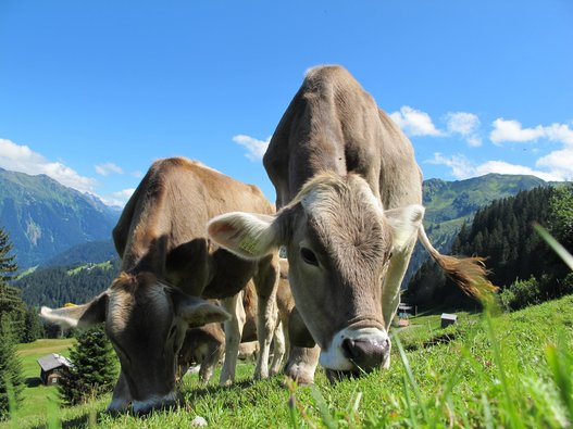 Zwei Kühe fressen das Gras einer Weide