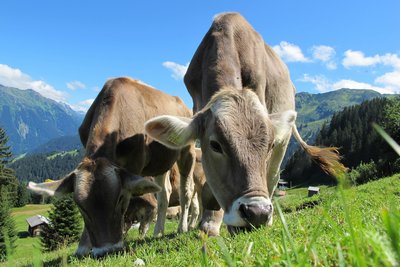 Zwei Kühe fressen das Gras einer Weide