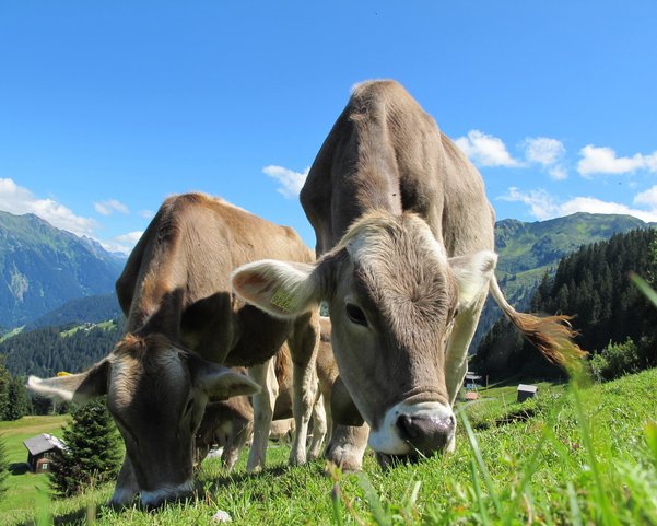 Zwei Kühe fressen das Gras einer Weide