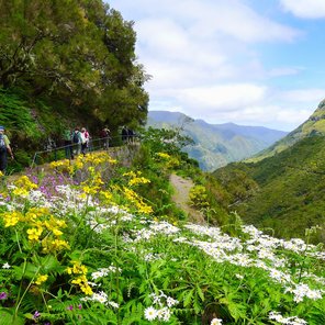 Levada Wanderung auf Madeira durch eine blühende Landschaft
