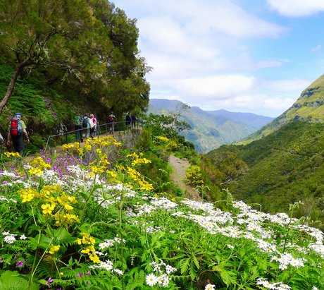 Levada Wanderung auf Madeira durch eine blühende Landschaft