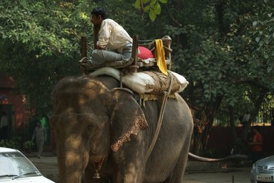 Ein Elefant auf den Straßen Delhi