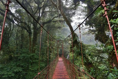 Auf abenteuerlichen Wegen durch den Regenwald Costa Ricas