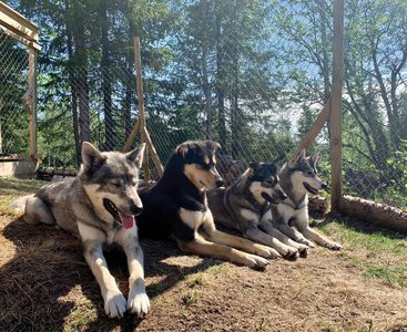 Die Schlittenhunde genießen die wärmenden Sonnenstrahlen