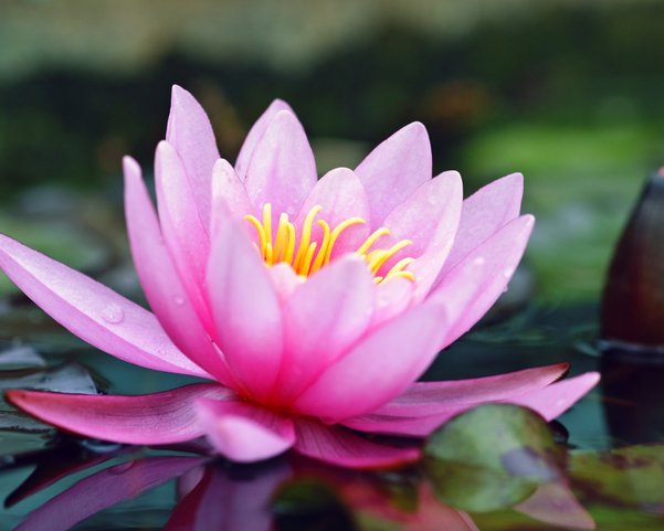 Eine Lotusblume auf einem See