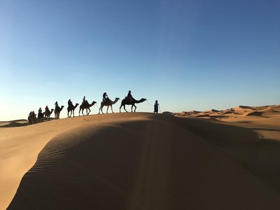 Mit Karmelen durch die Wüste Saharas ziehen