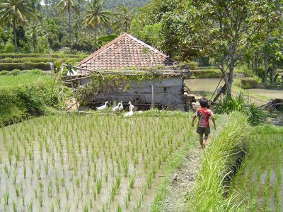 Bali Yoga und Active Reisfeld