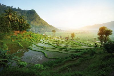 Reis-Terrassen in den Bergen von Bali