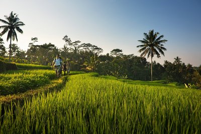 Erkunden Sie bei einem Ausflug die berühmten Reisfelder von Bali