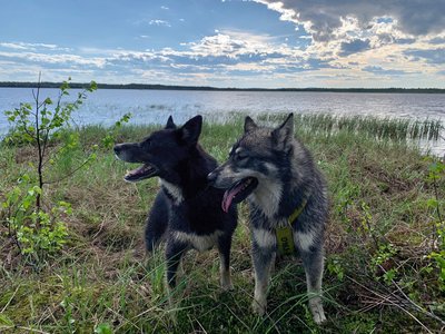 Wanderung mit den Schlittenhunden des Husky Camps