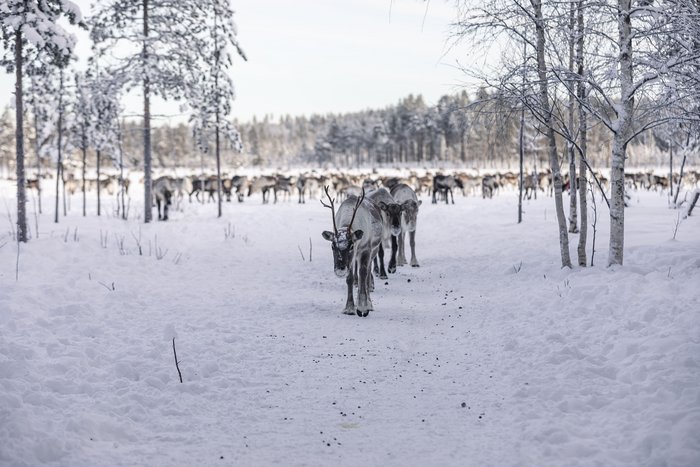 Rentiere im Schnee im Lappland