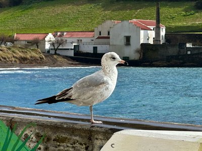 Das maritime Klima auf den Azoren genießen