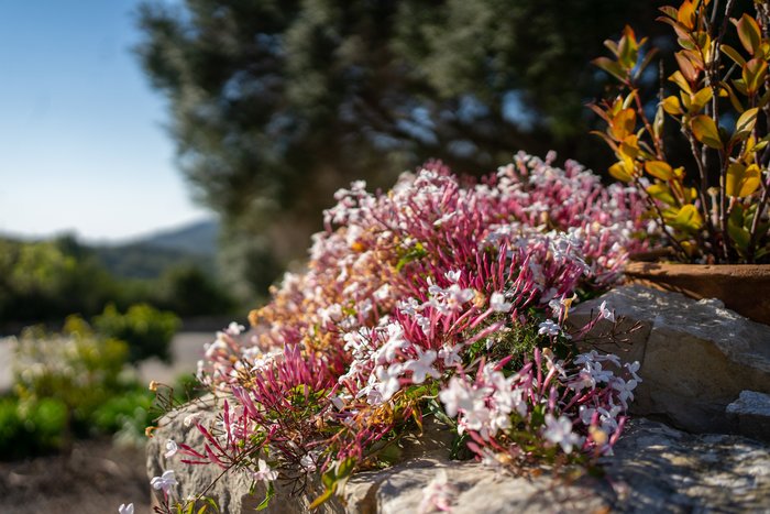 Zarte rosane Blüten auf Steinen in einem Garten