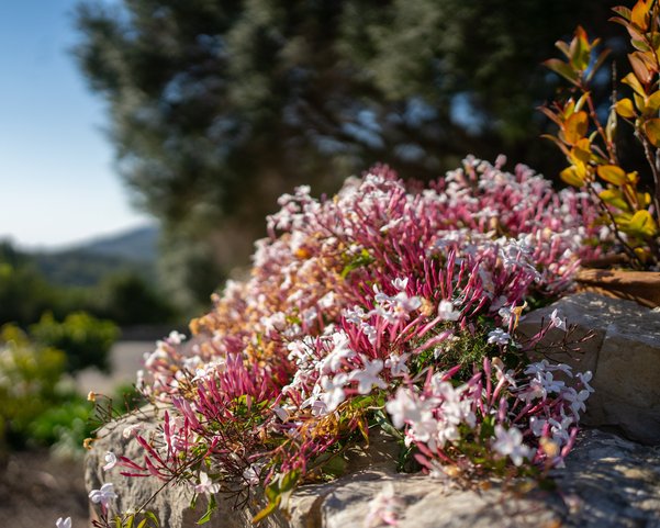 Zarte rosane Blüten auf Steinen in einem Garten