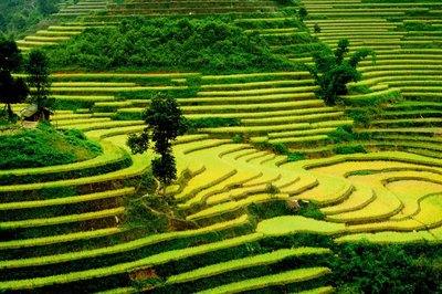 Wunderschöner Blick über Reisterrassen