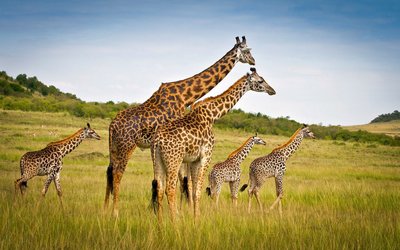 Eine Herade Giraffen im Reservat