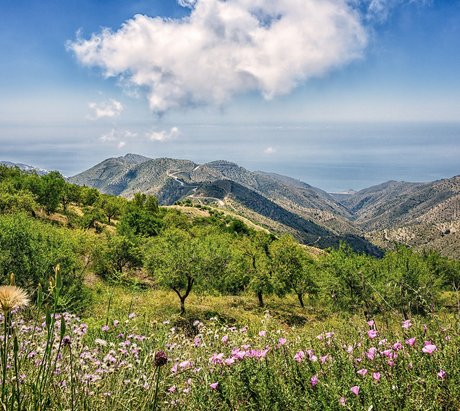 Die Landschaft in Andalusien gekennzeichnet durch Berge und Blumenwiesen
