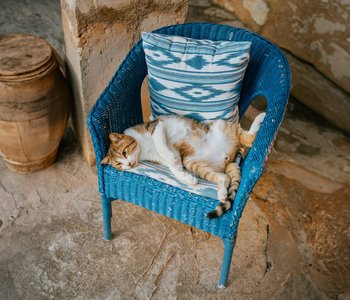 Lernen Sie Ihre neuen tierischen Mitbewohner kennen!