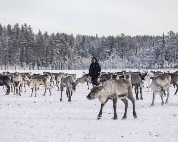 Rentiere im Schnee in Lappland
