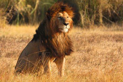 Ein Löwe im Ngorongoro Krater
