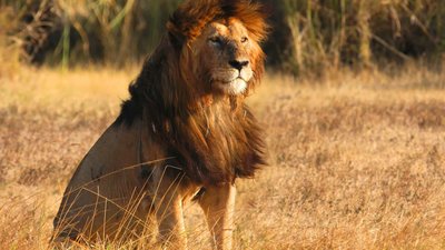 Ein Löwe im Ngorongoro Krater