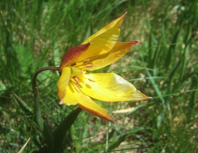Wildtulpe