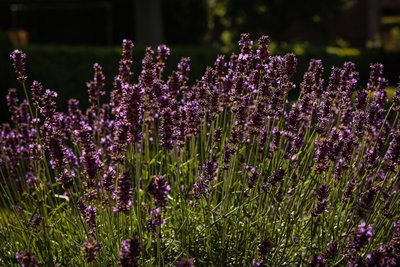 Duftender Lavendel