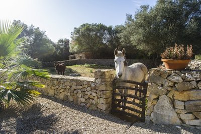 Die Esel auf unserer Yoga Finca Son Mola Vell genießen die Sonne