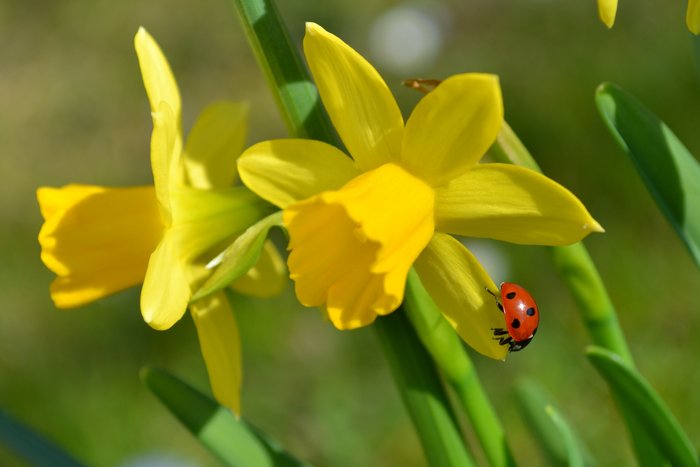 Ein Marienkäfer auf einer gelben Narzisse