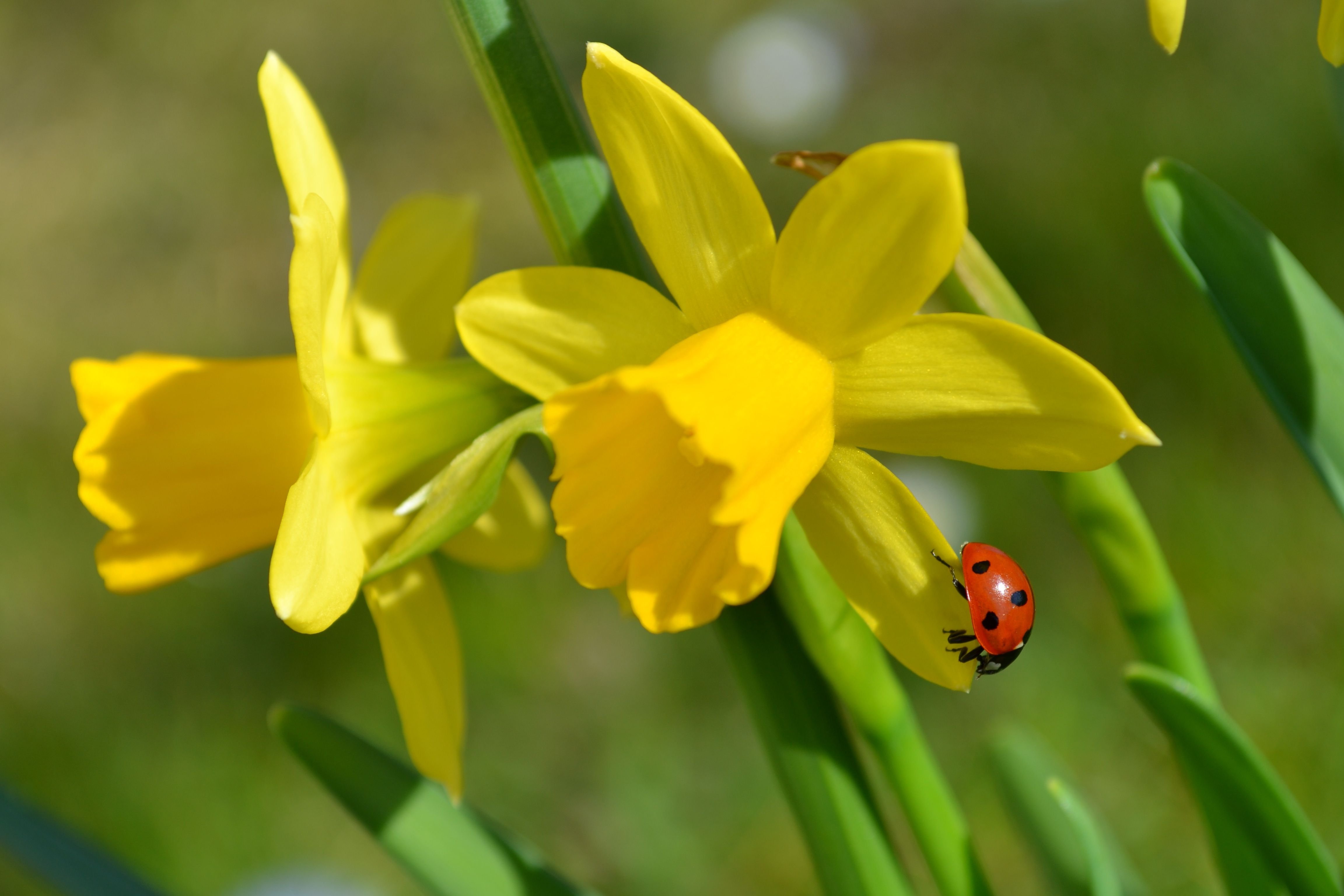 Ein Marienkäfer auf einer gelben Narzisse
