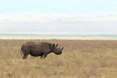 Ein Nashorn im Ngorongoro Krater