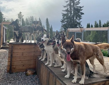 Die Huskys im Huskycamp Nayeli freuen sich auf Sie!