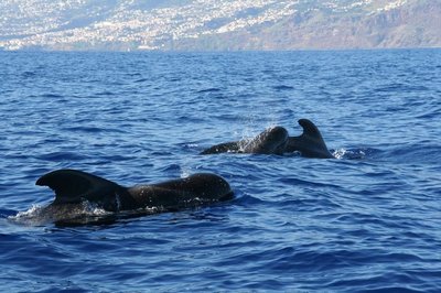 Whale Watching auf der Insel Madeira