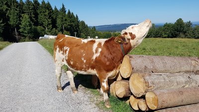 Auch die heimische Tierwelt darf bei einer Wanderung nicht fehlen