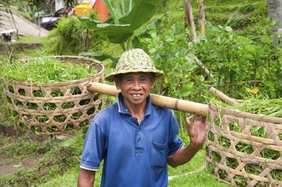 Bali Wanderbares Bali Reisernte