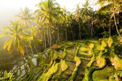 Balis Reisterrasen sind typisch für das Landschaftsbild der Insel
