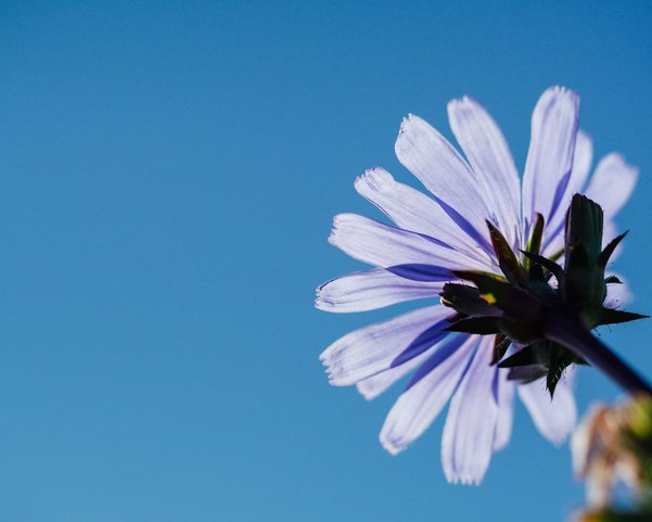 Eine lilane Gänseblume von unten fotografiert