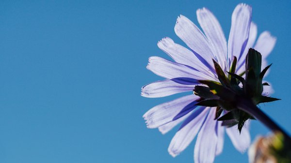 Eine lilane Gänseblume von unten fotografiert