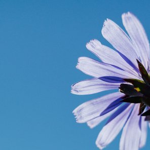 Eine lilane Gänseblume von unten fotografiert