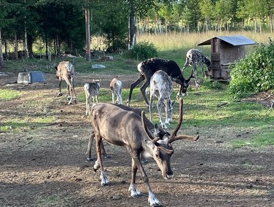 Lernen Sie die heimischen Rentiere in Schweden kennen