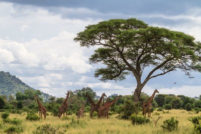 Eine Giraffenherde im Tarangire Nationalpark