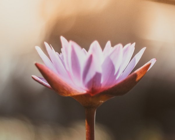 Eine rosane Lotusblüte